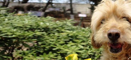 Visita el santuario de Milagros Caninos